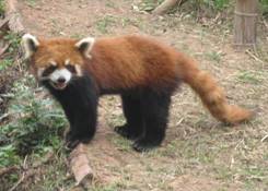 red panda claws