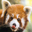 www.camdenschools.org/nbay/red_panda_close_up.jpg