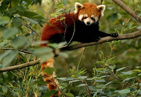 http://animals.nationalgeographic.com/animals/enlarge/red-panda-in-tree_image.html