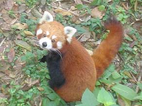 http://www.codecarnival.com/images/redpanda.jpg